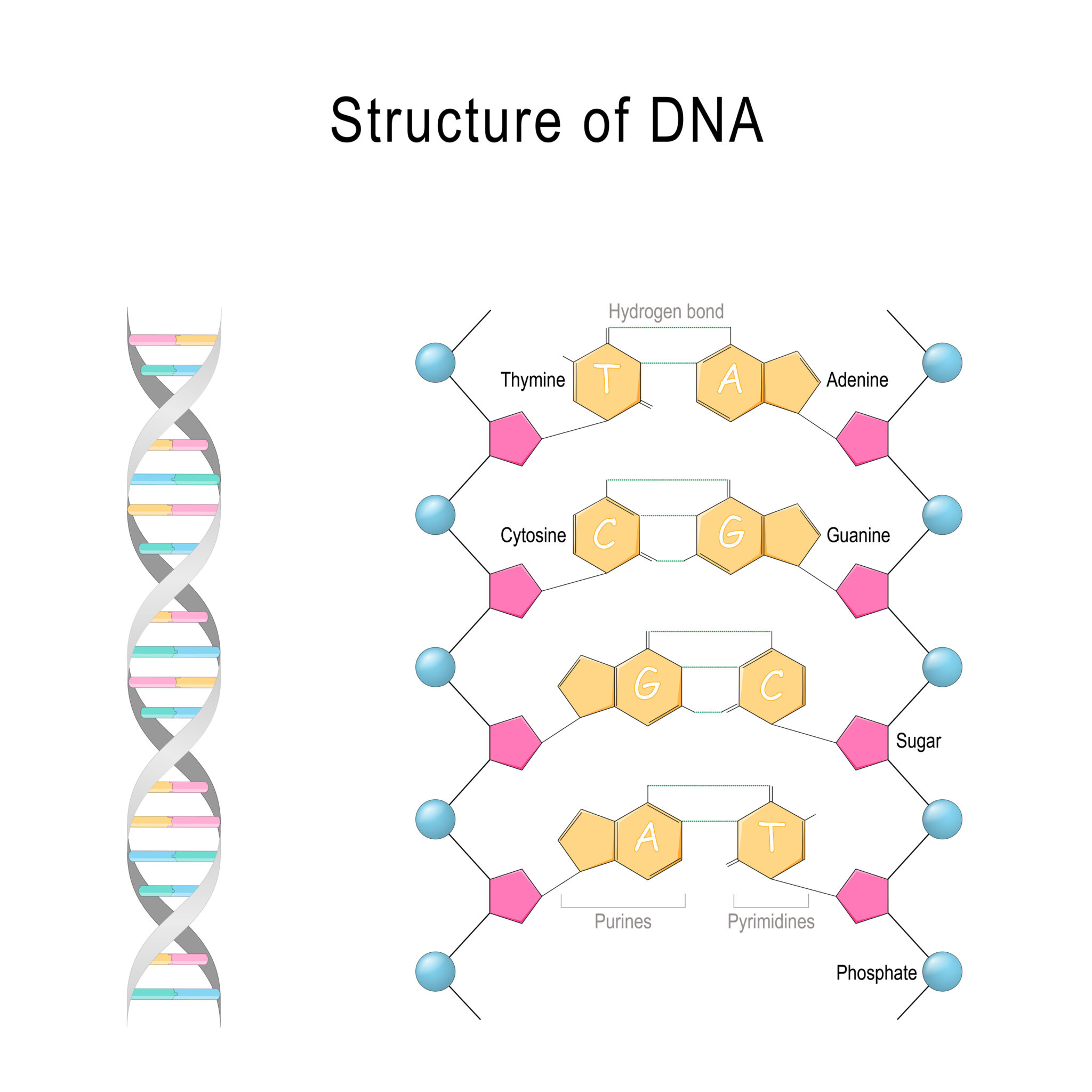 What Do the Letters DNA Stand for? Free Expert Q&A bartleby