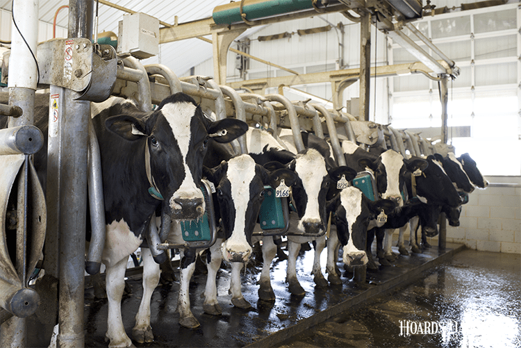 Time is money for the dairy cow