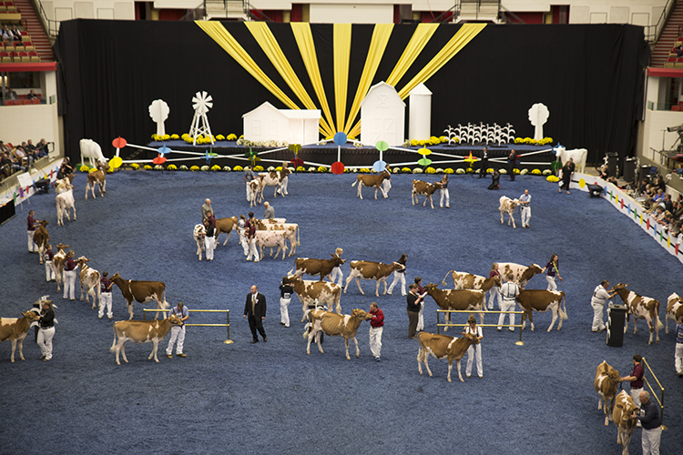 Preparing for the big dairy judging dance
