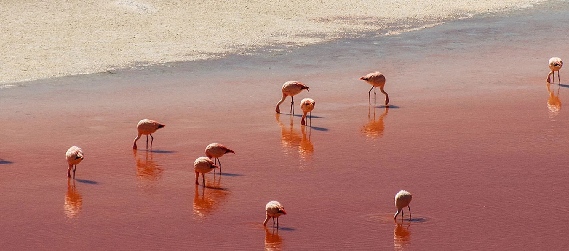 Animals That Live In Volcanoes