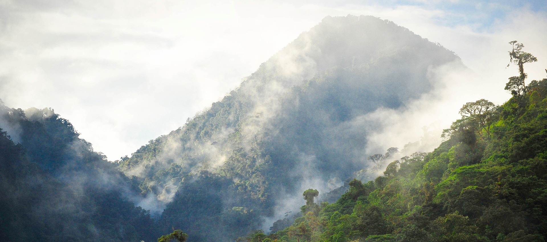 How we filmed in jungles BBC Earth
