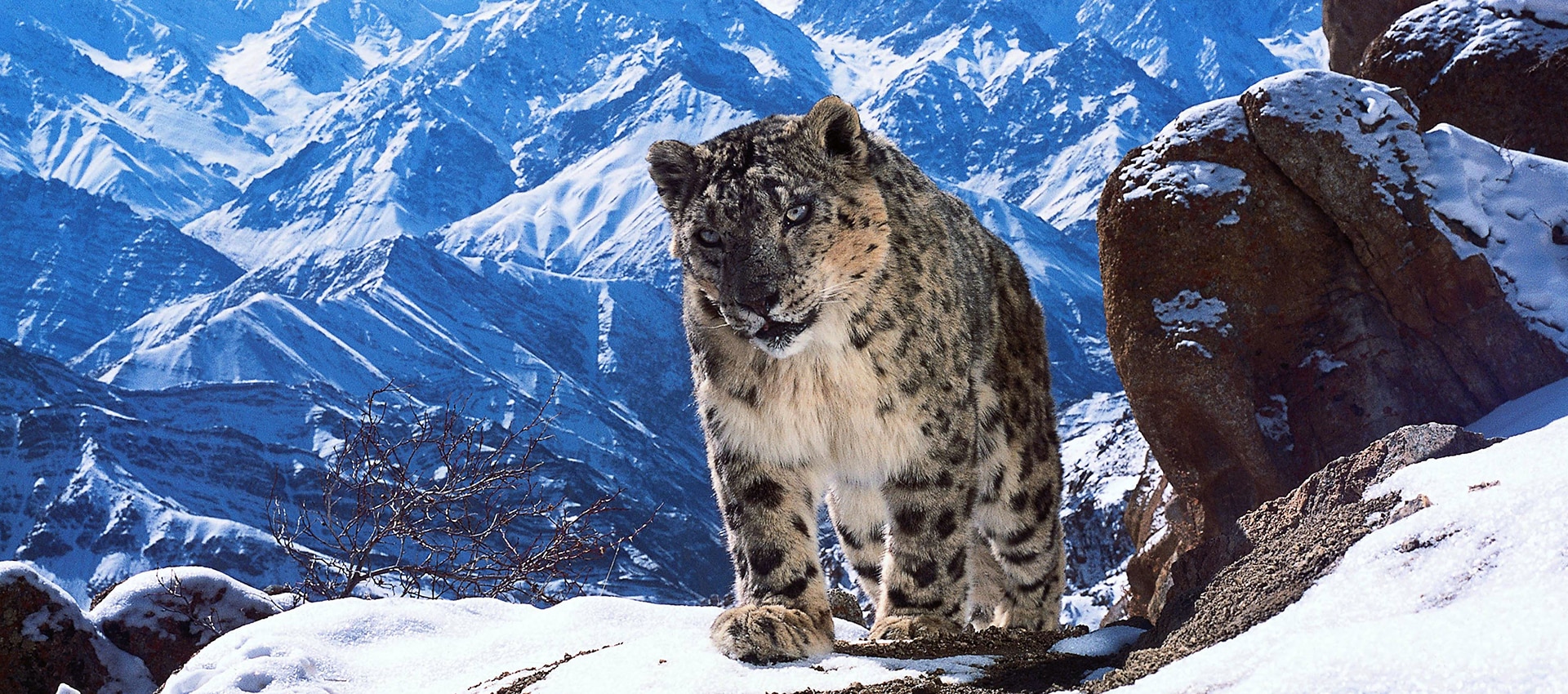 Top 100+ Animal documentary in hindi