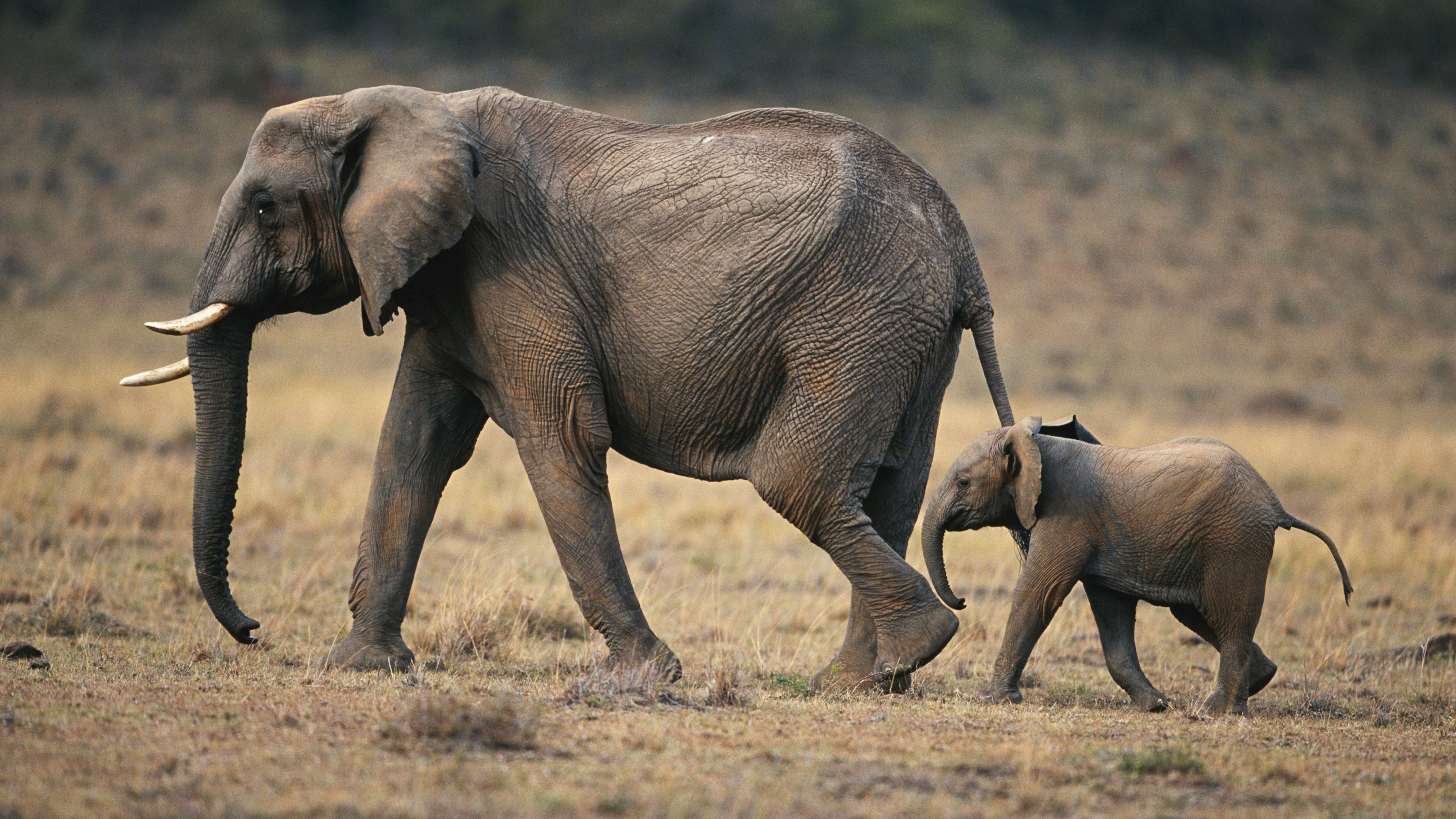 Elephant Gestation Period Longer Than Any Living Species | Bbc Earth