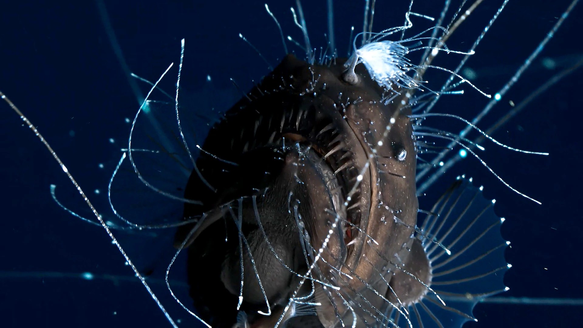 Mindblowing animal mating habits BBC Earth