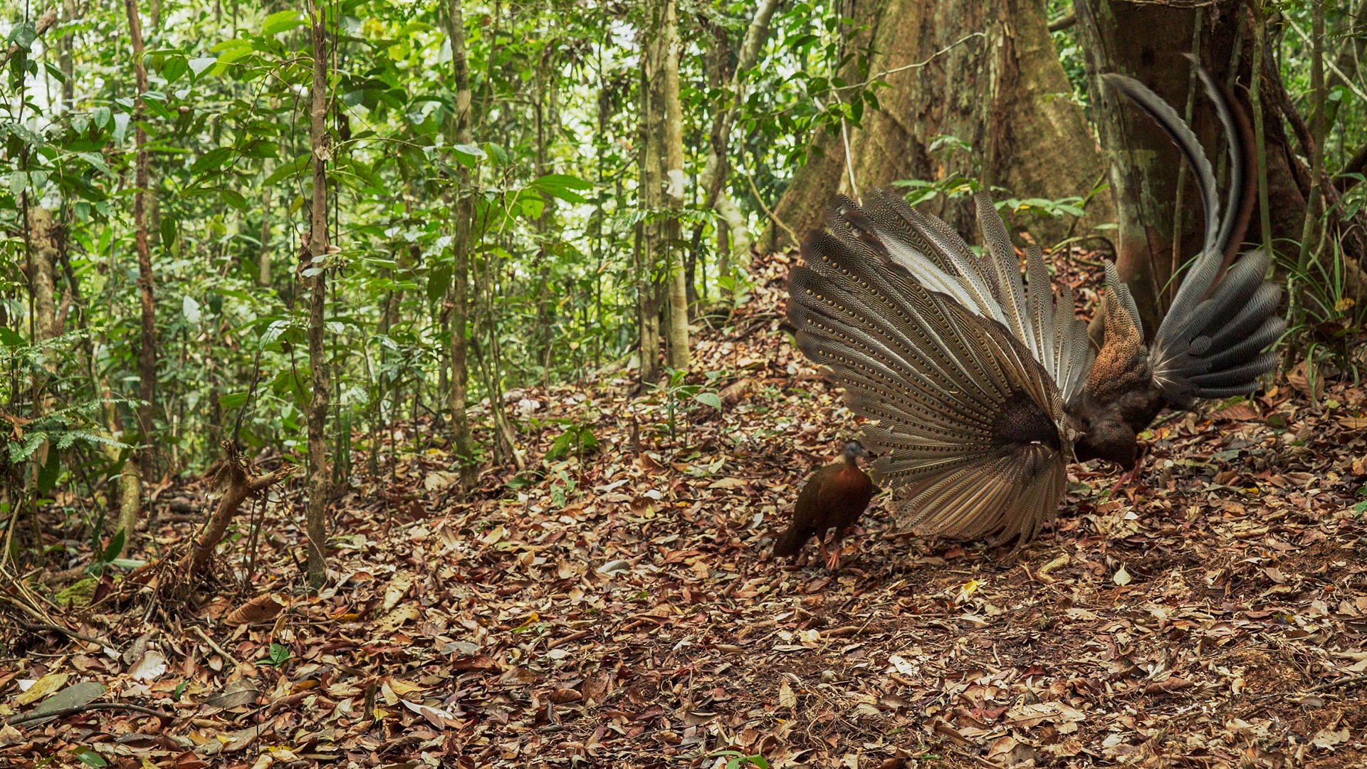 Mindblowing animal mating habits BBC Earth