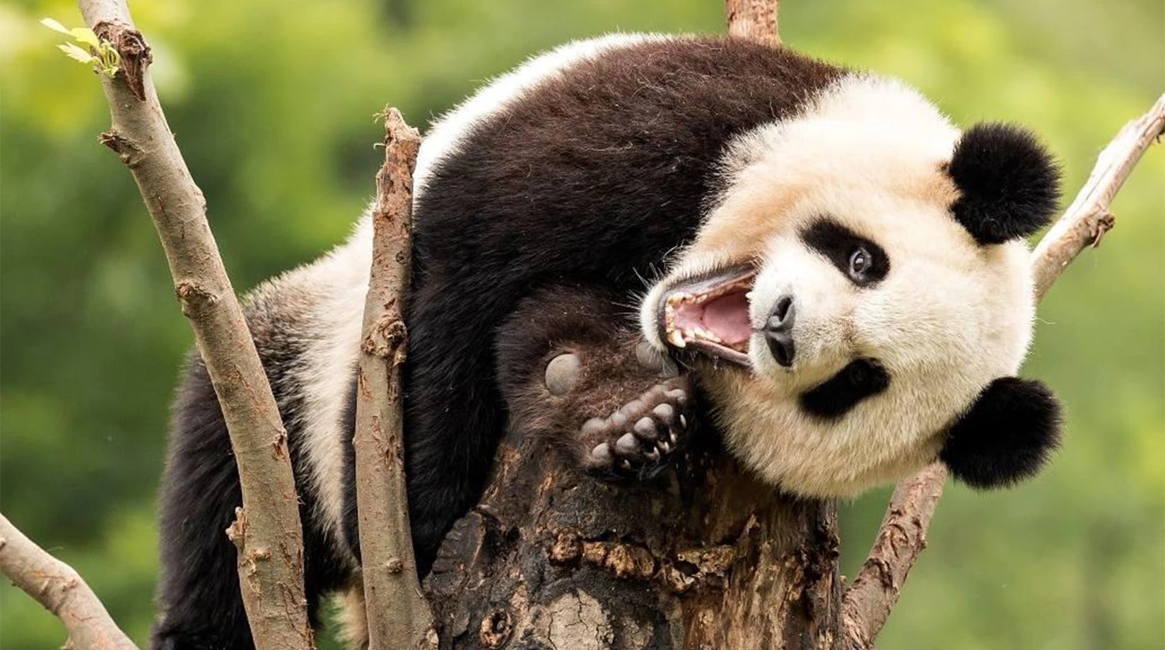 Panda Facts Mammals BBC Earth