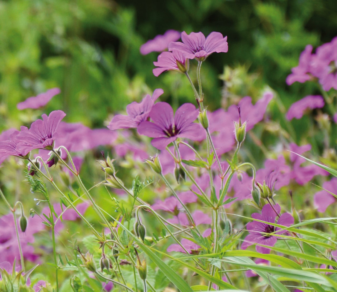 De beste tuingeraniums Tuincentrum Pelckmans