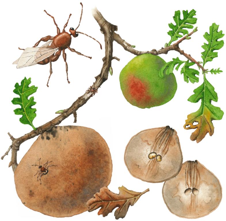 Top 10 Do Oak Trees Attract Wasps