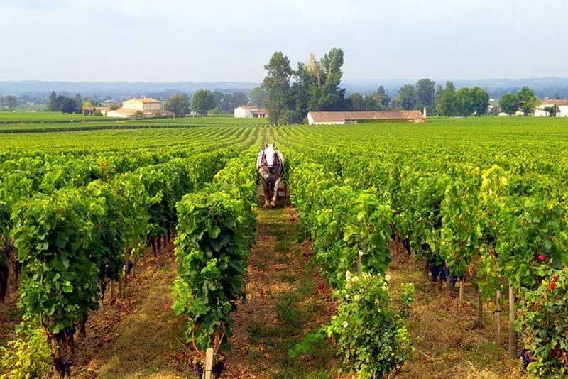 Saint Emilion Grand Cru Classification, 10 Best Wines (2024)