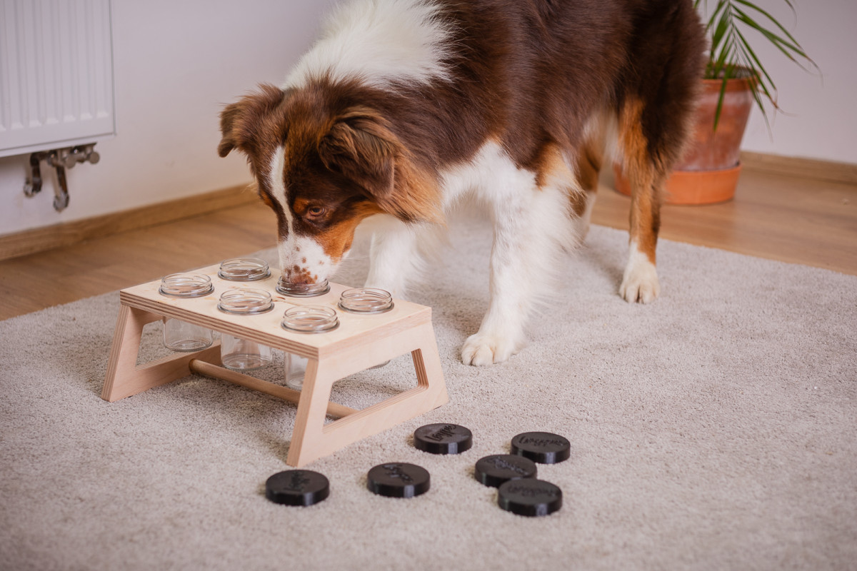 Nosework práce psa nosem! Løype.cz