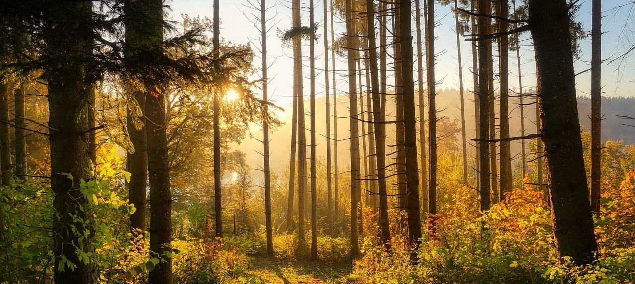 Nature's Therapy The Benefits of Forest Bathing