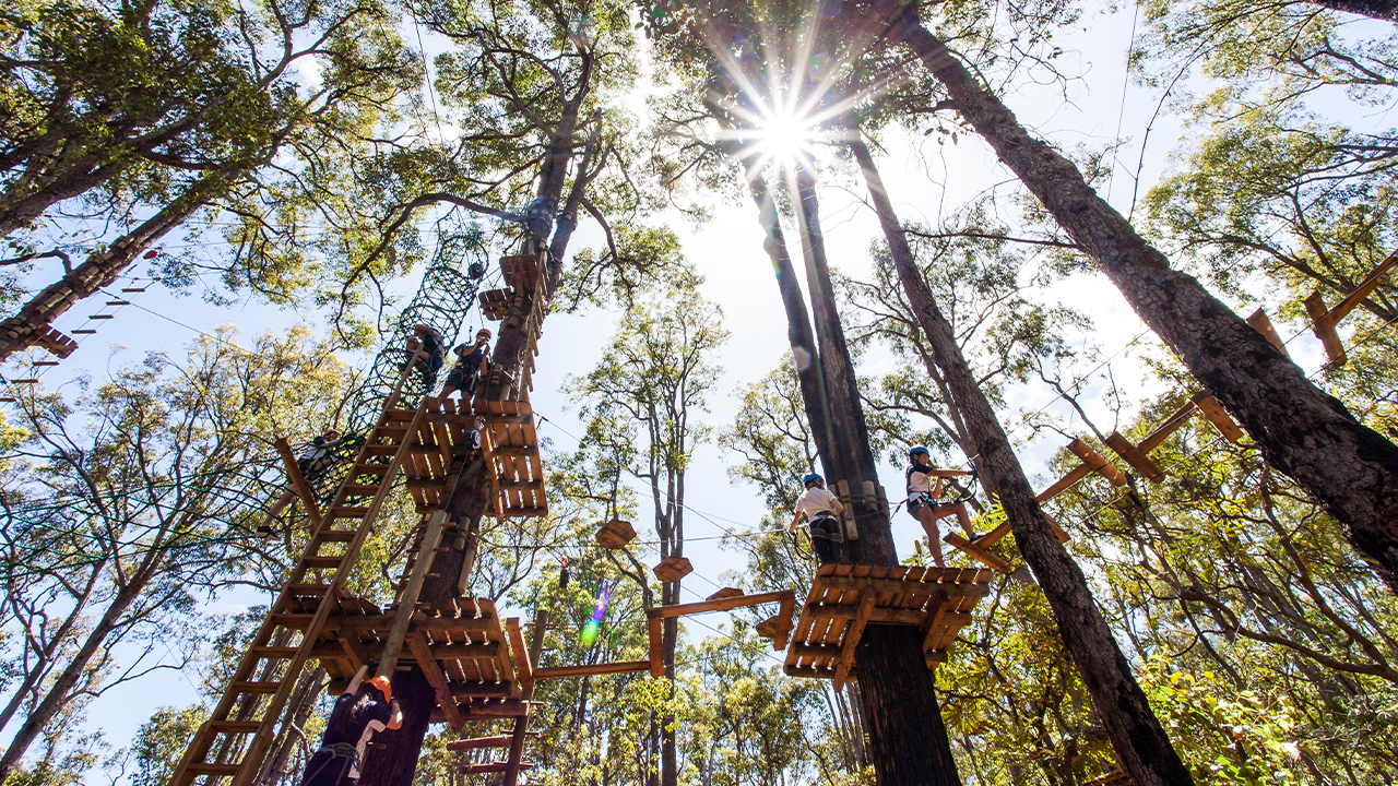 Treetops Adventure Acquisition Completion Experience Co