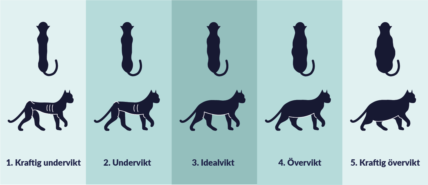 Undervikt hos katt symptom och behandling FirstVet