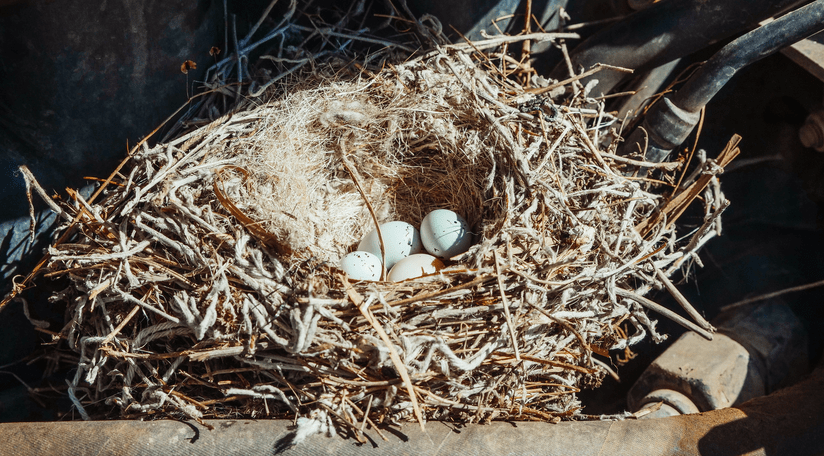 Bird Nest Removal: Essential Tips and Tactics for Homeowners