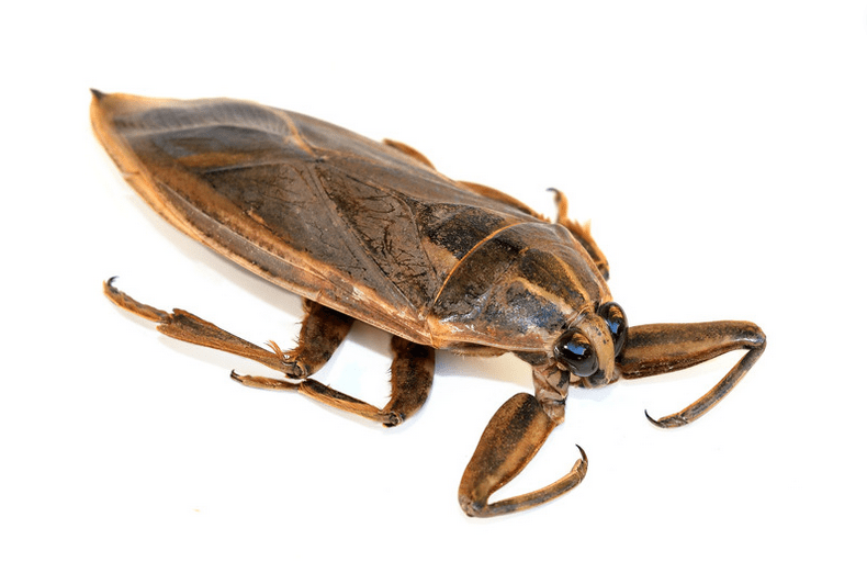 Know How to Get Rid of Water Bugs An Informative Approach