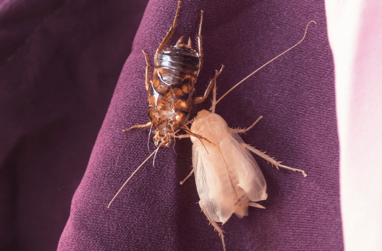 All About the White Cockroach Facts, Habitat, and Behavior