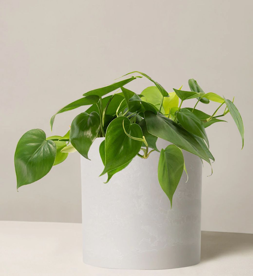 Online plant shop indoor plant delviery Dubai indoor plant delviery