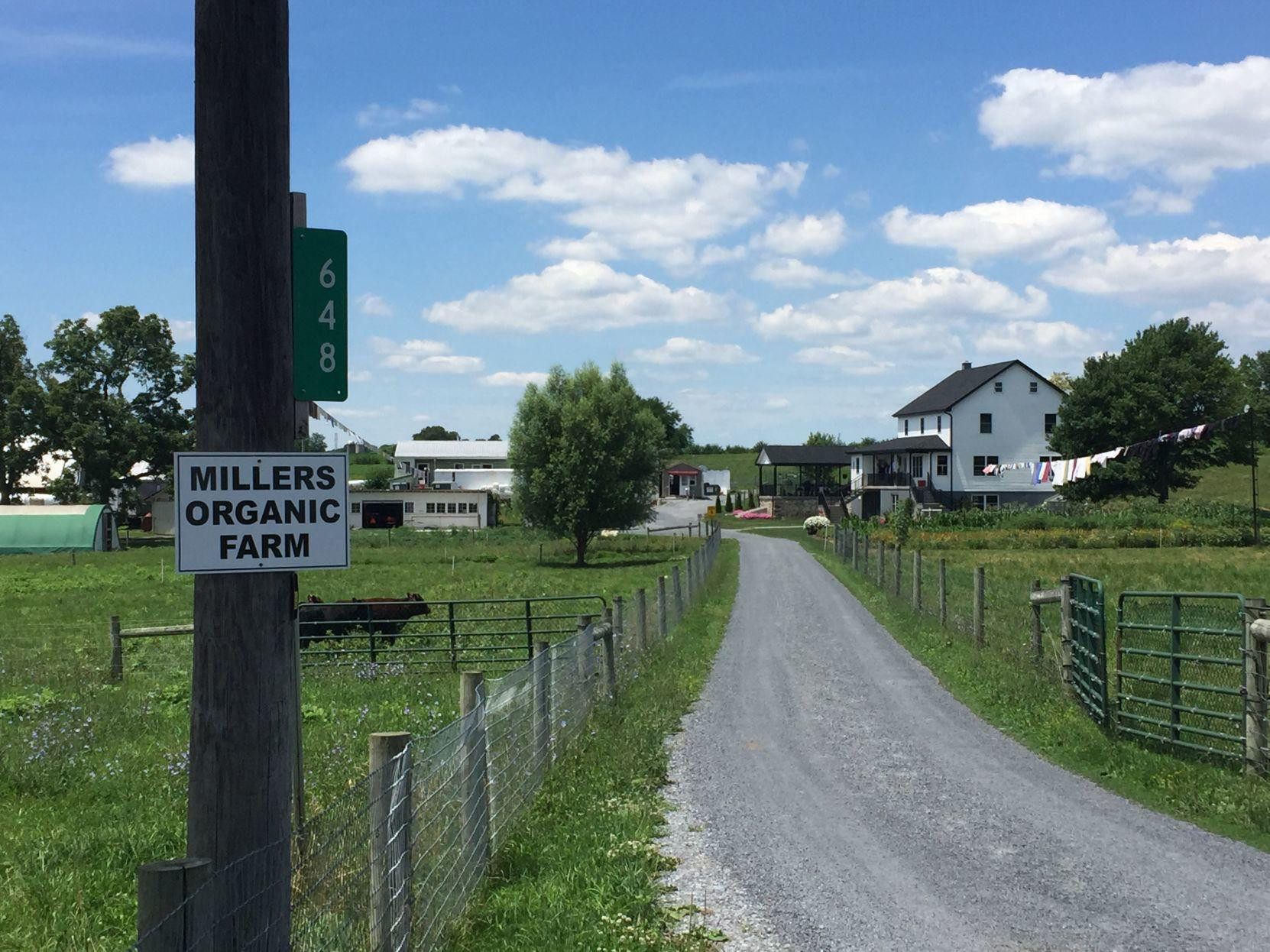 Amos Miller's private food club targeted by the USDA Get Raw Milk