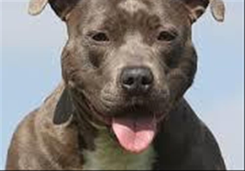 Tips for pit bull owners Herald