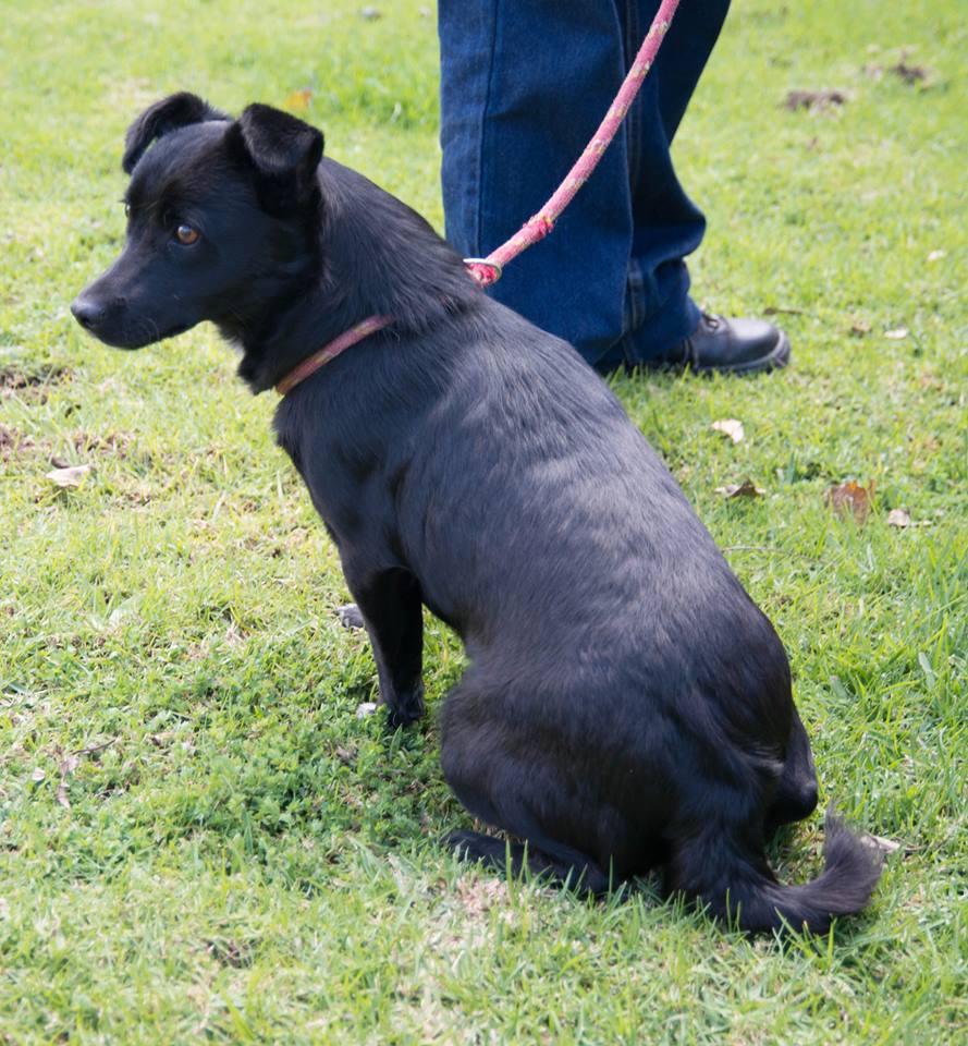 Dogs up for adoption Herald