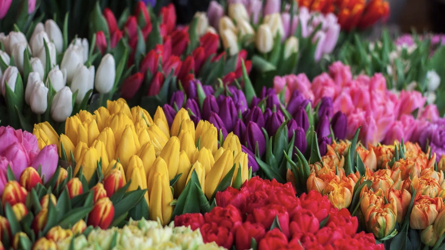 Chiswick Flower Market. London's latest addition.