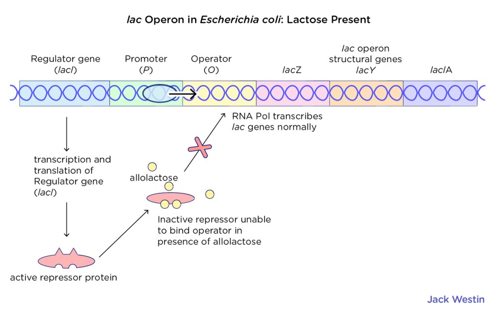 Operon Concept Jacob Monod Model - Control Of Gene Expression In ...