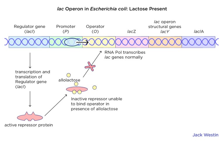 Operon Concept Jacob Monod Model - Control Of Gene Expression In ...