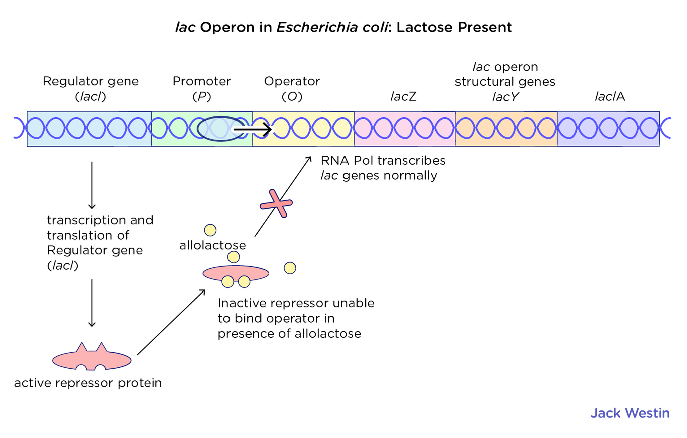 Operon Concept Jacob Monod Model - Control Of Gene Expression In ...