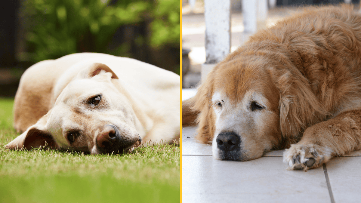 UK Government Proposes Ban on 67 Popular Dog Breeds Due to Health Concerns