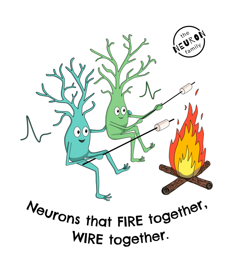 Neurons that FIRE together, WIRE together