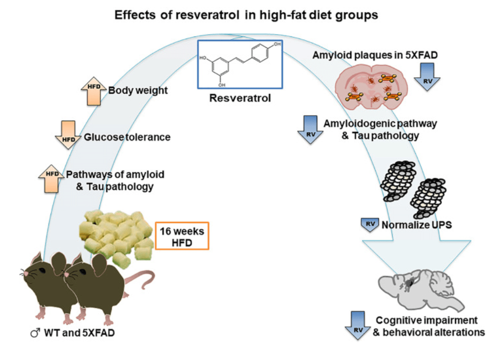 Resveratrol Restores Cognition (In Mice with Alzheimer’s)