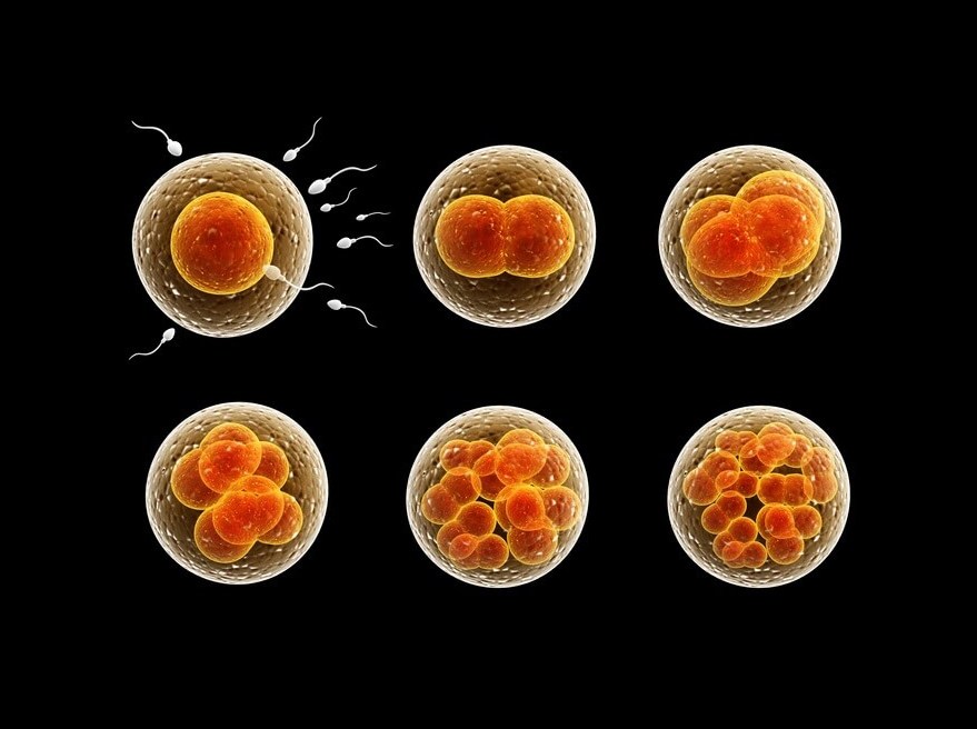 How NMN Affects Egg Cells and Fertility