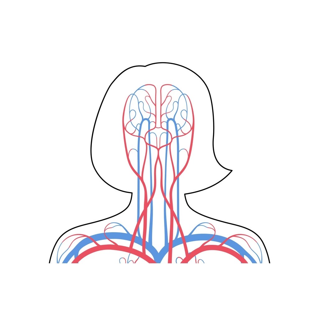 NAD+ Precursor Improves Cognition of Mice with Compromised Brain Blood Flow