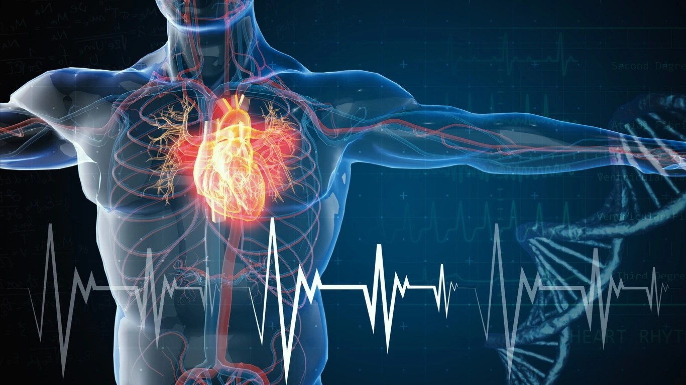 Quercetin Improves Poor DietInduced Heart Dysfunction