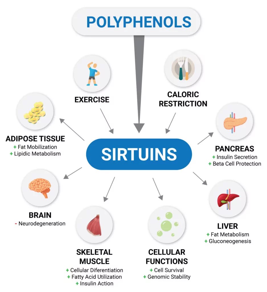 What is NMN? Official NMN Research & Data Summary