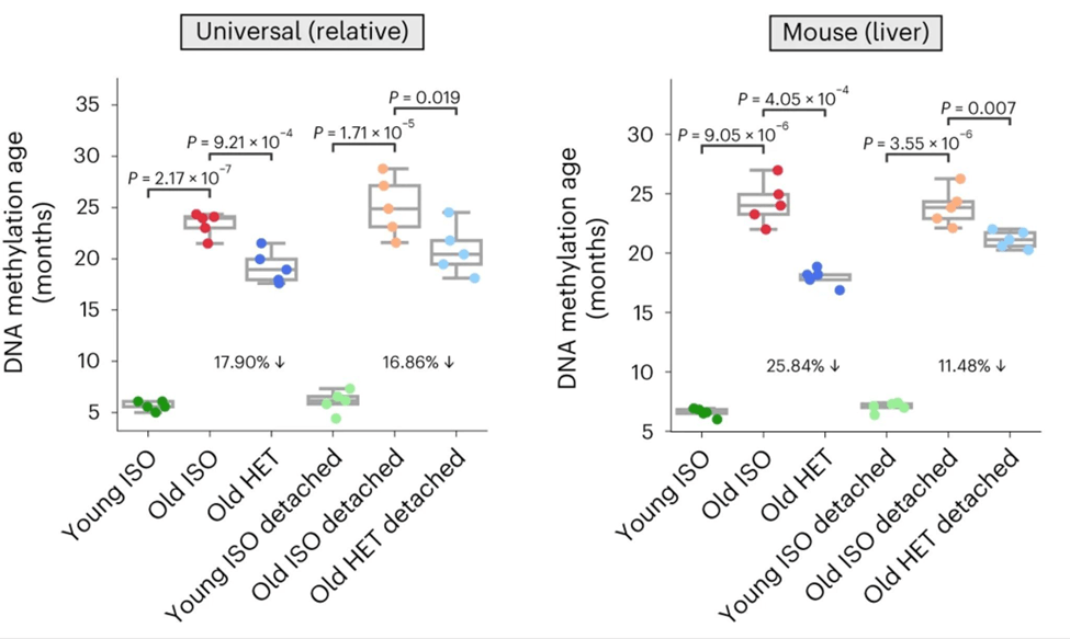 Old Mice That Exchange Blood with Young Mice Have Lower Biological Age