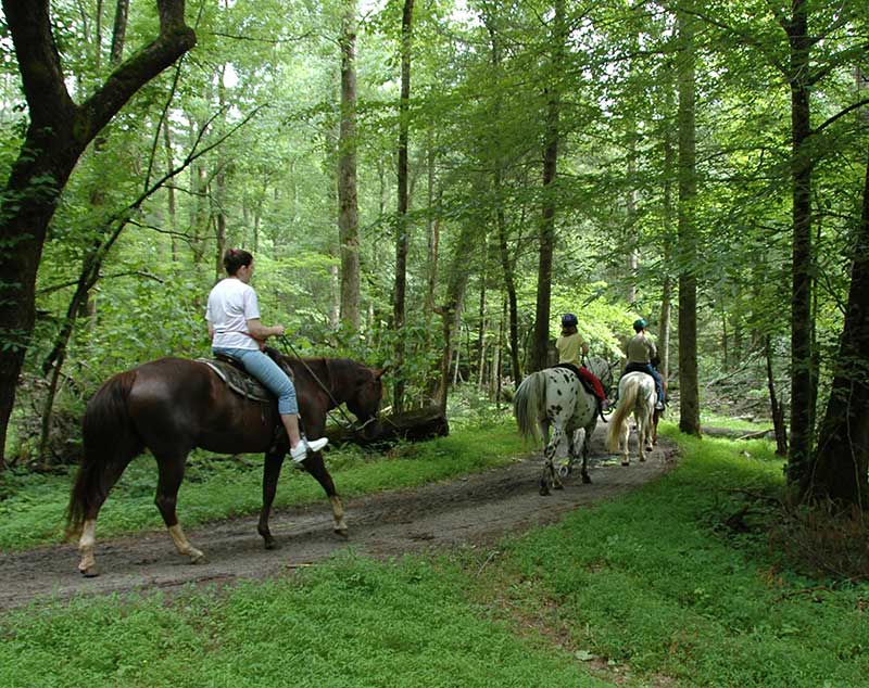 Best & Fun Horseback Riding in Gatlinburg, Pigeon TN Area