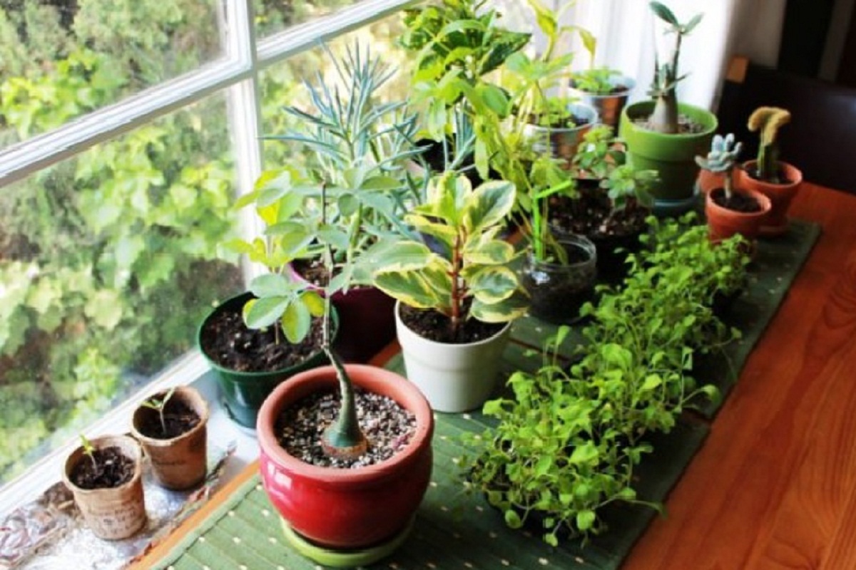 Vastu Tips in Diwali इन पौधों से होता है सकारात्मक ऊर्जा का संचार, घर