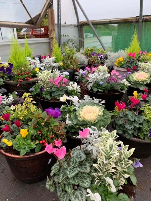 Plants Stoke on Trent Smithy Farm Nurseries