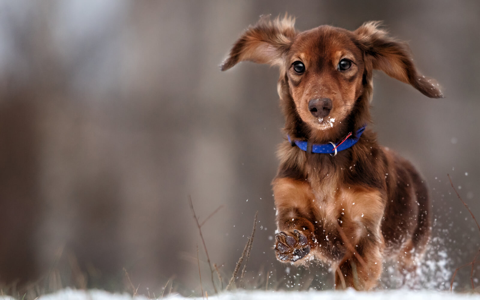 Bury's 5* Local Pet Crematorium Available 24/7 Legacy Pets