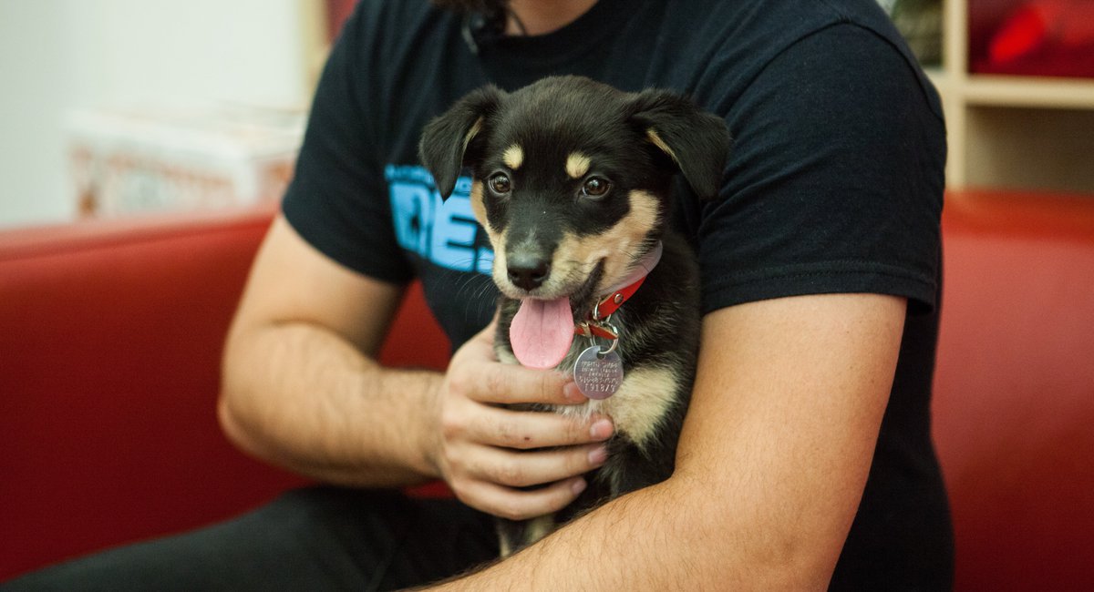 Video, Photos Rescue Dogs & Cats Are The Most Adorable Dogs & Cats