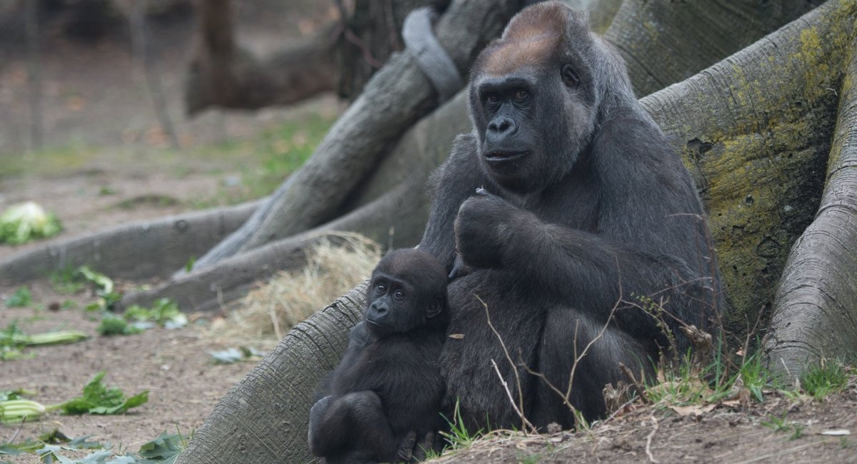 Meet The Bronx Zoo's New Baby Gorillas Gothamist