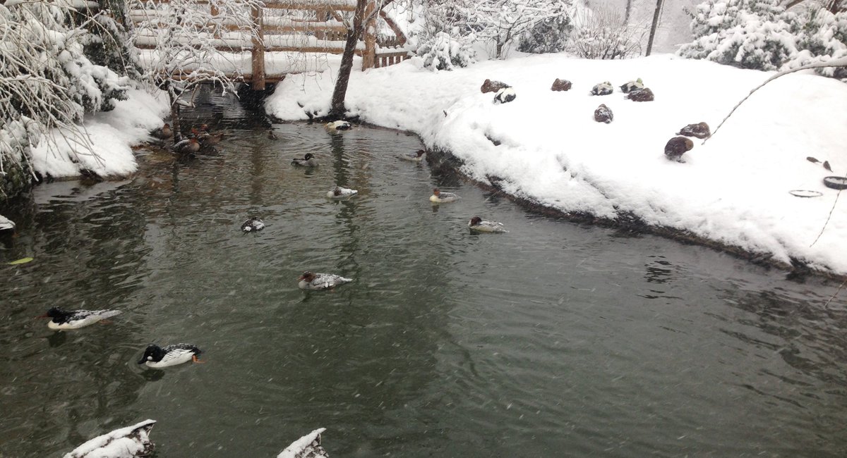 Let's Check Out The Central Park Zoo's Adorable SnowCovered Animals