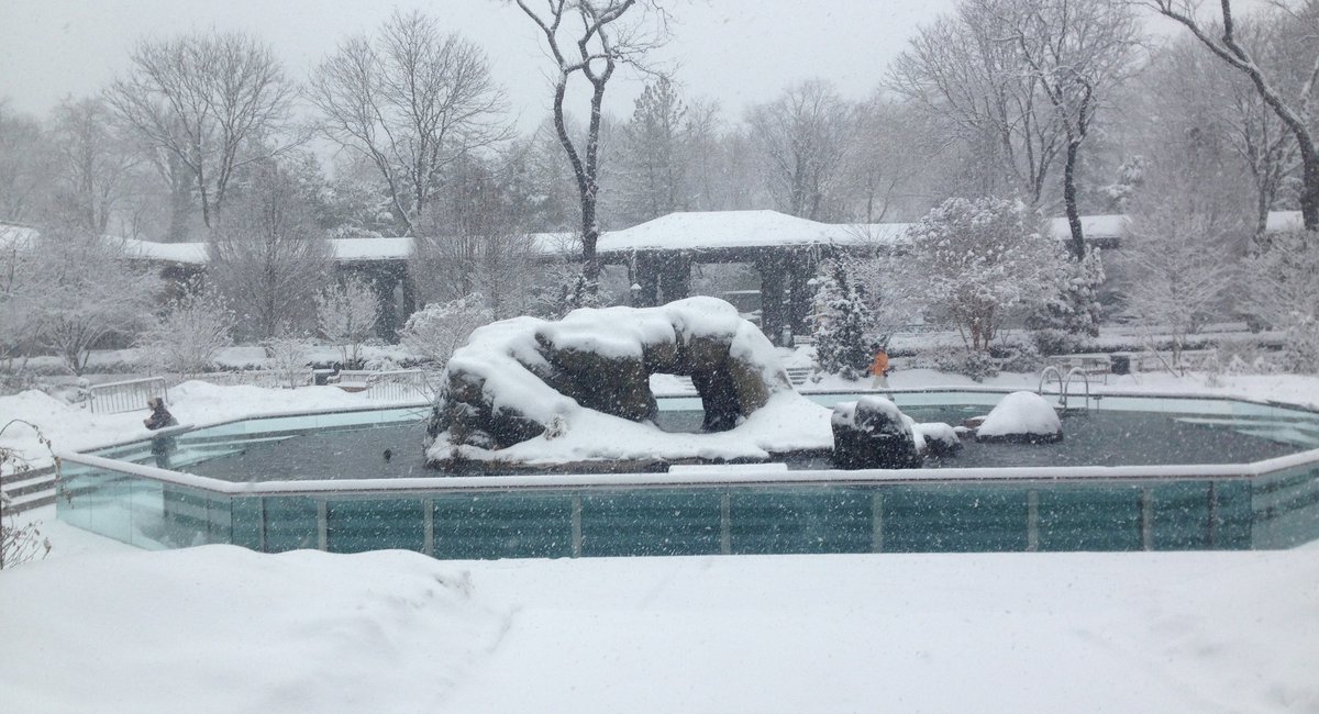 Let's Check Out The Central Park Zoo's Adorable SnowCovered Animals