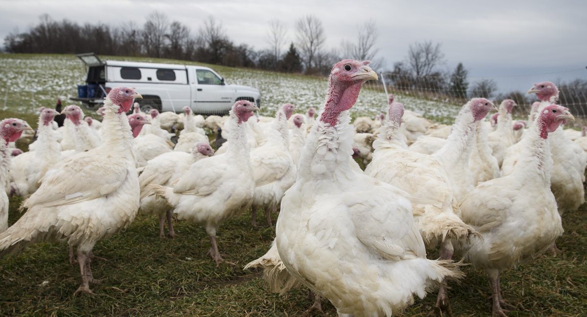Photos Turkey Harvest On An Organic Upstate Farm Gothamist