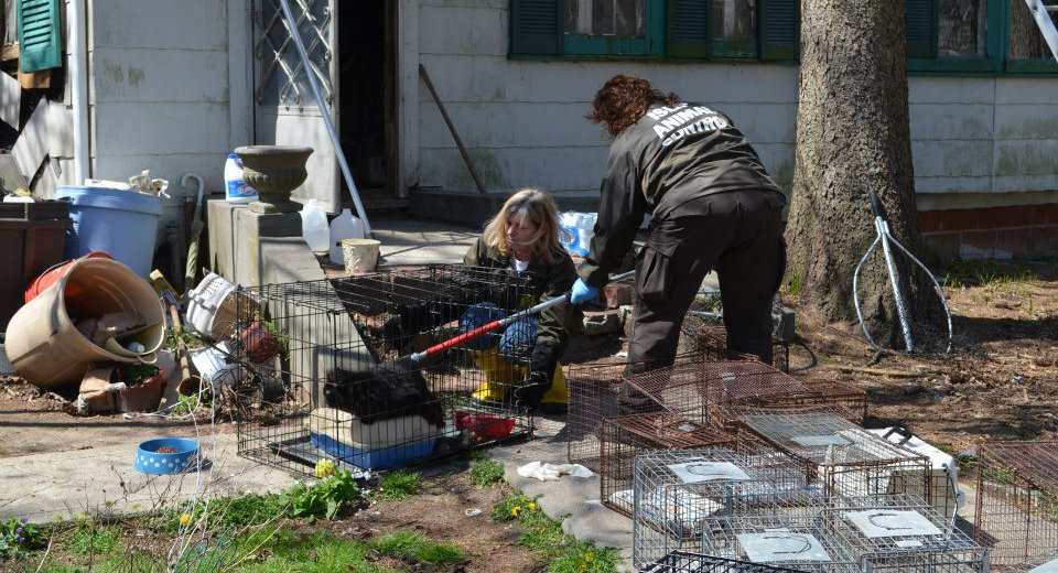 Photos 50 Cats, 1 Dog Removed From LI Hoarder House