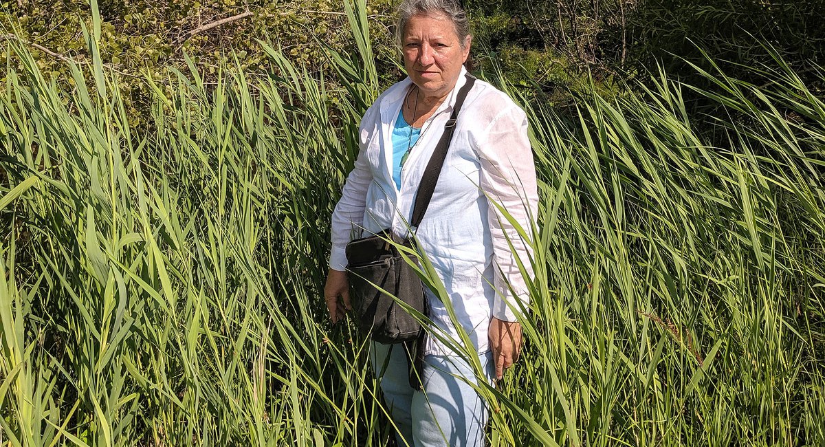 Vital Staten Island Wetlands About To Get A BJ's Wholesale Club Gothamist