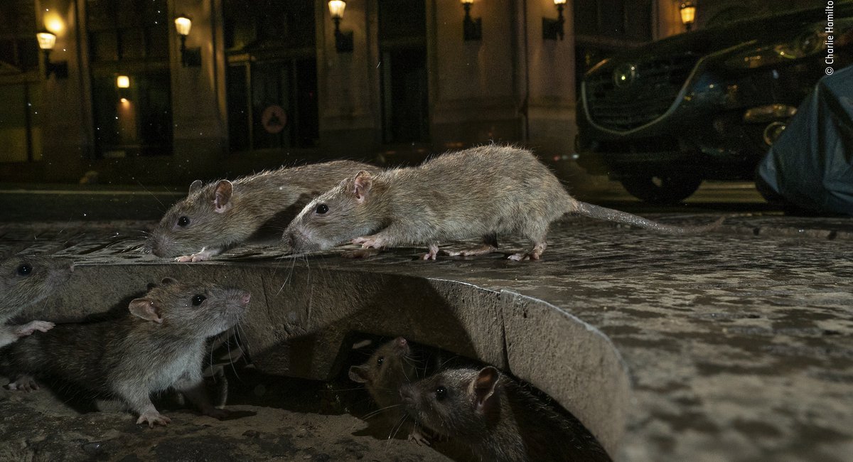 Spectacular StreetLevel Photo Of NYC Rats Wins Urban Wildlife