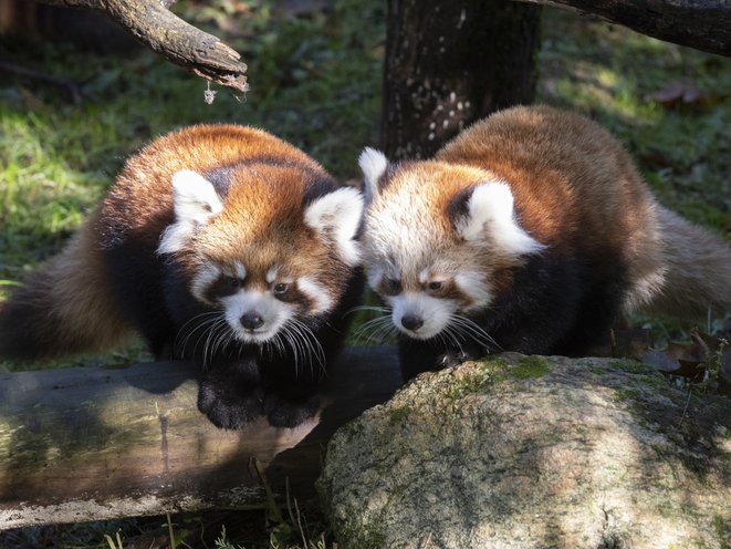 ALERT Pair Of Red Panda Cubs Debut At Prospect Park Zoo Gothamist