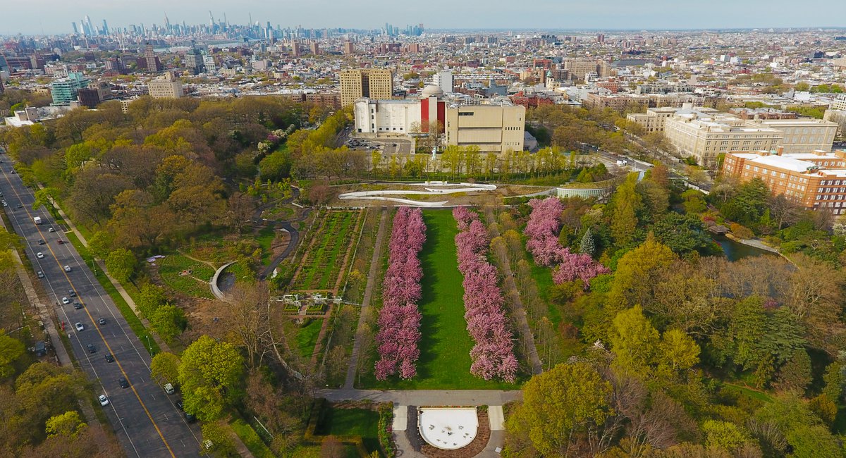 A Soothing Tour Of The Brooklyn Botanic Garden's Cherry Blossoms